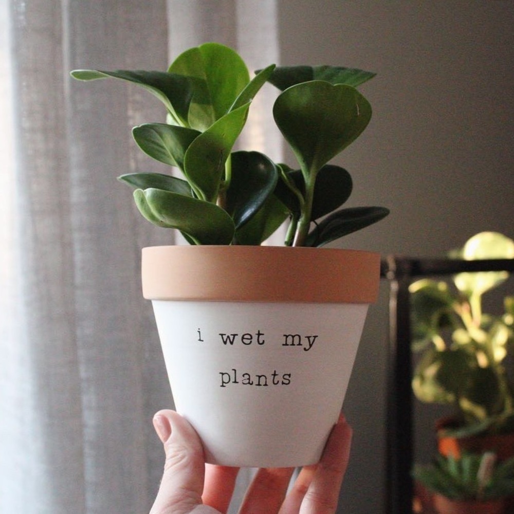 I wet my plants clay pot